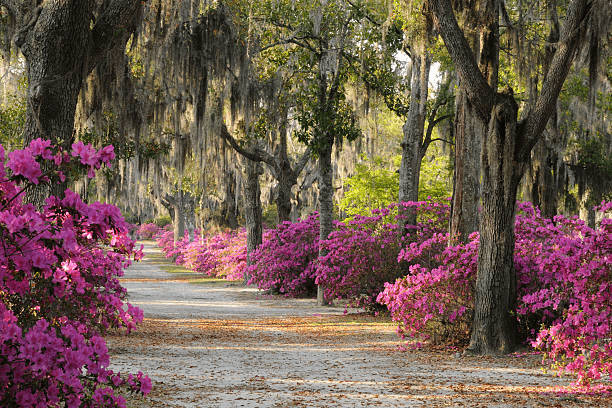 Georgia on Your Mind: 7 Reasons to Retire in Georgia